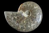 Polished Ammonite (Cleoniceras) Fossil - Madagascar #166387-1